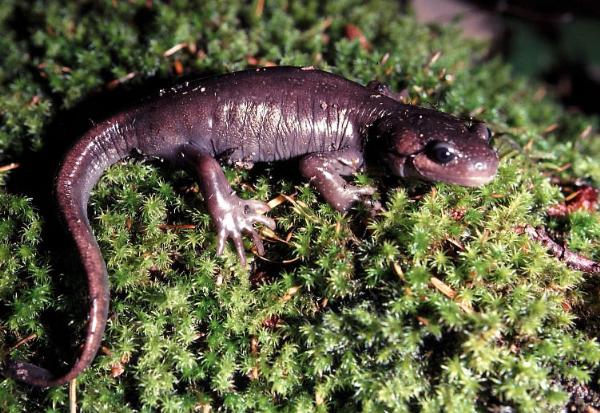 Photo of Ambystoma gracile by Ted Davis